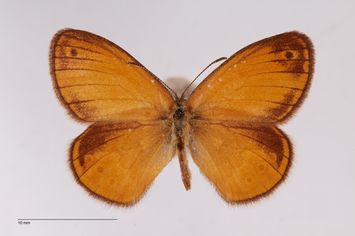 Vorschaubild Coenonympha arcania ab. gynandra Bubacek, 1923